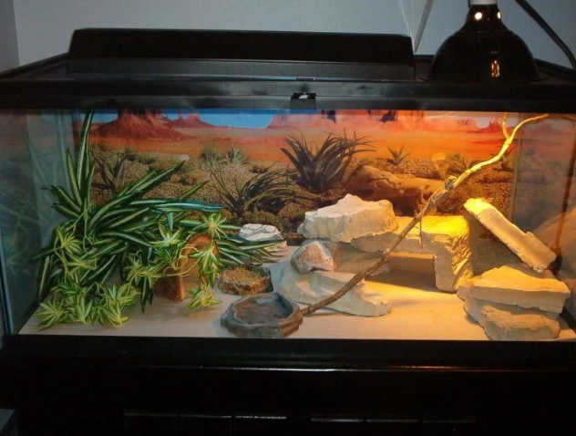 how to set up a reptile tank how to set up a reptile tank