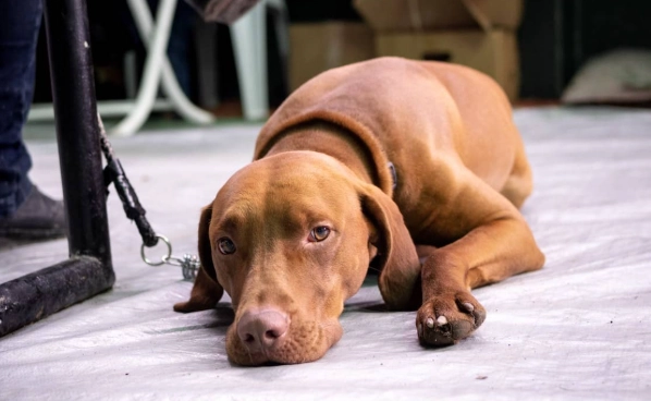 common dog health problems