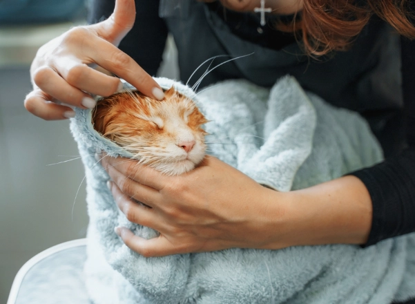 best handled small pets