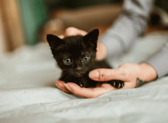 kitten care for beginners