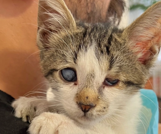 bringing a new kitten home