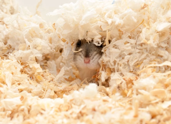 safe hamster bedding