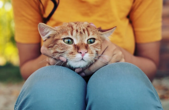 how to care for a kitten