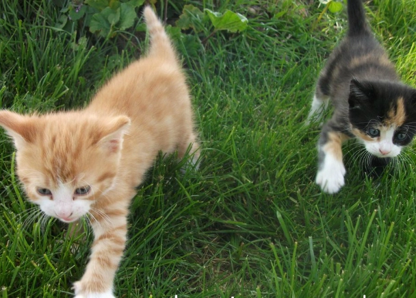 The Ultimate Guide to Kitten Care: Do's and Don'ts for New Owners