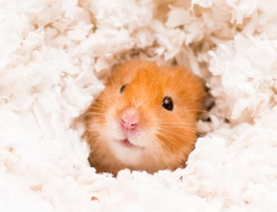 safe hamster bedding