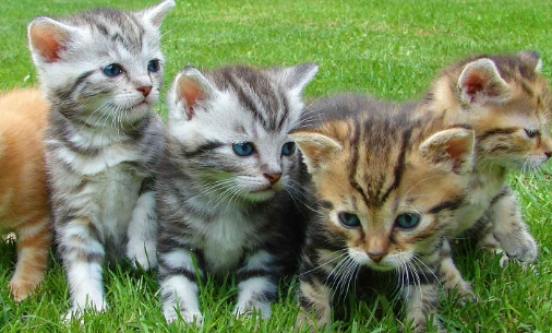 new kitten owner guide