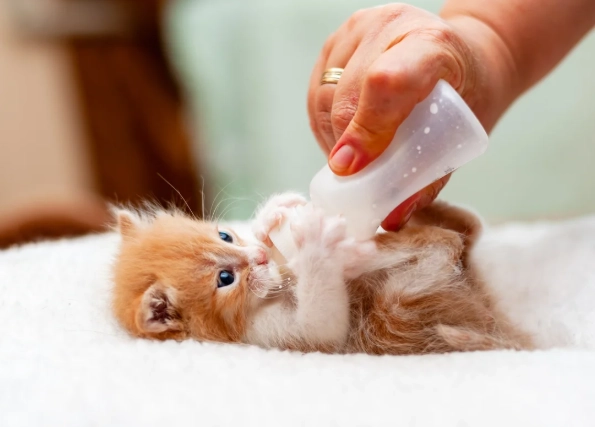 new kitten checklist