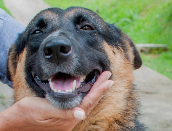 kitten adjustment period