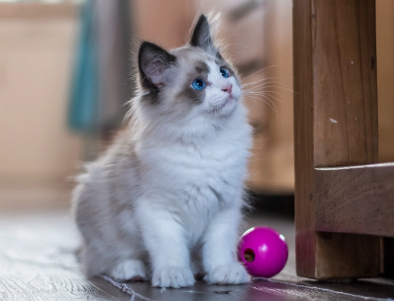 3 month old kitten feeding schedule 3 month old kitten feeding schedule