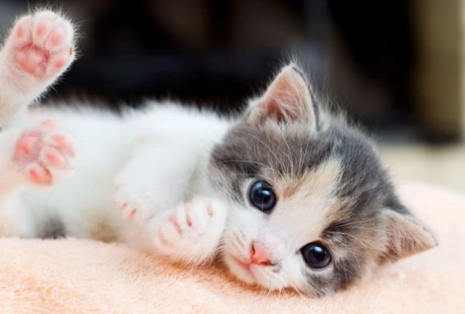 how to take care of a 3 month old kitten how to take care of a 3 month old kitten