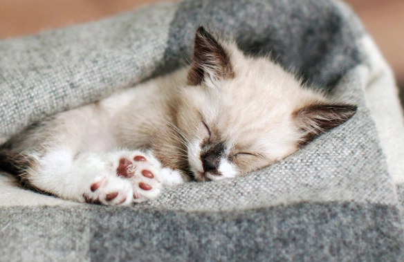 new kitten sleep setup