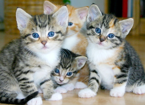 how to take care of a 3 month old kitten how to take care of a 3 month old kitten