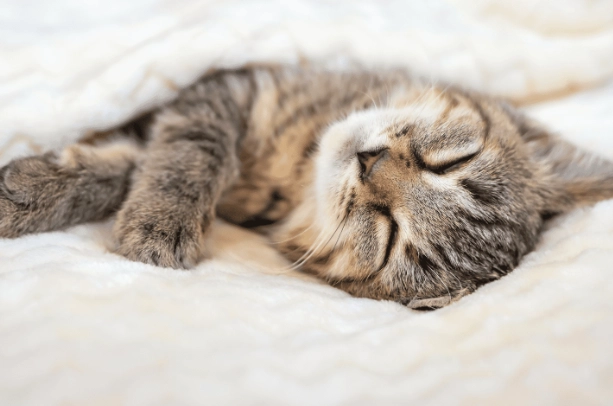 kitten sleeping area safety