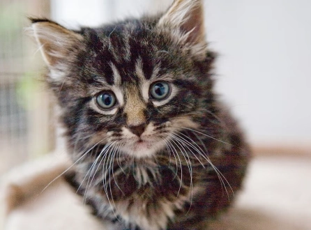 new kitten checklist