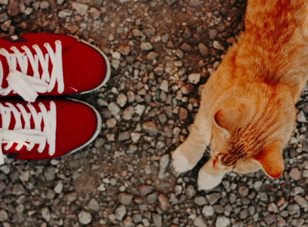 kitten adjustment period