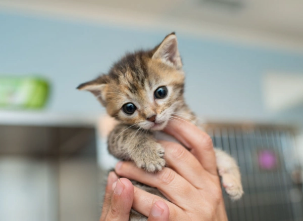 kitten care 3 months kitten care 3 months