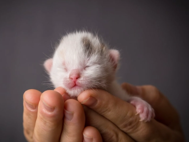 kitten care 3 months kitten care 3 months