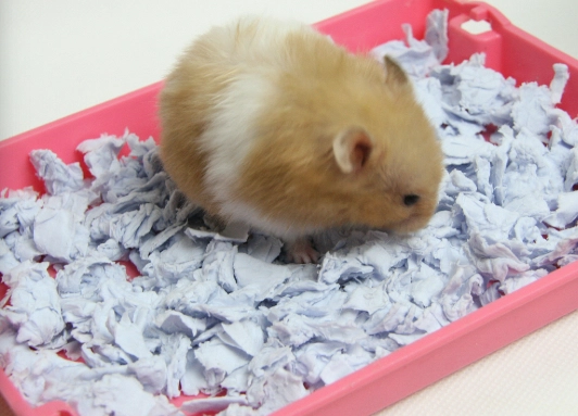 best hamster bedding