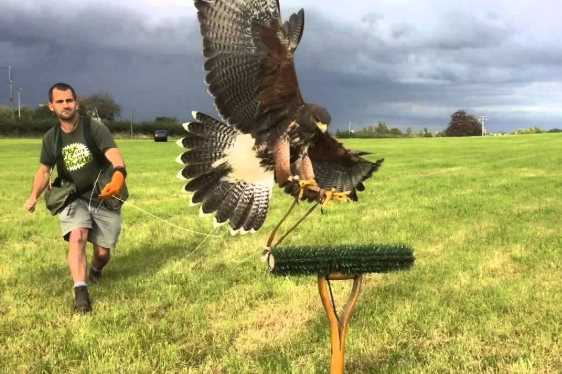 taming a scared bird