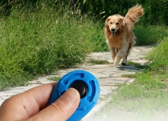 how to train a bird with a clicker