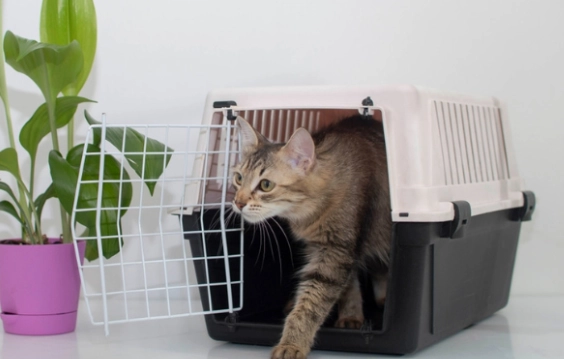 beginner birding guide