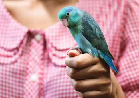 bird training basics