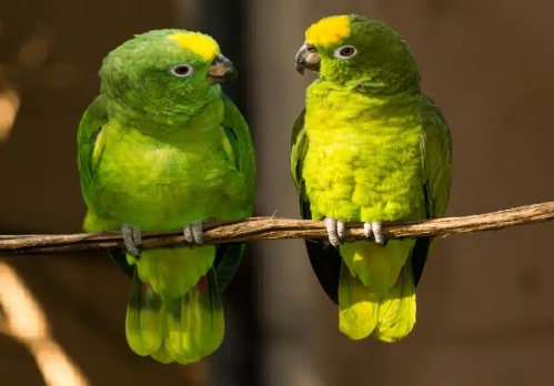 train parrot to talk