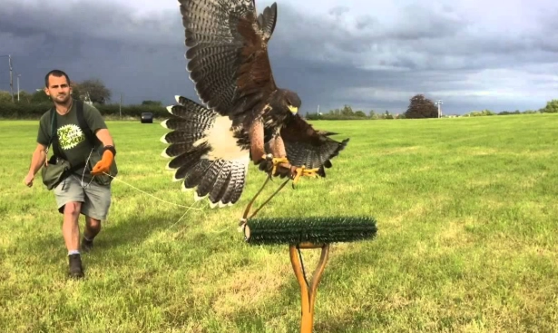 bird training basics