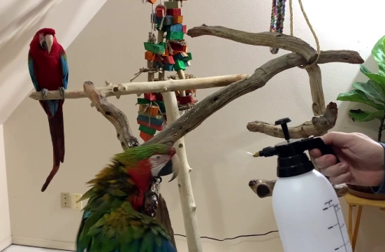 teach parrot to speak