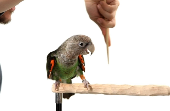 how to train a bird at home