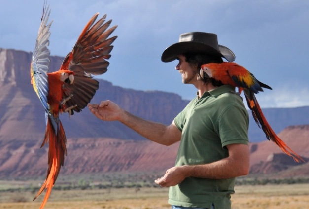 how to train a bird at home