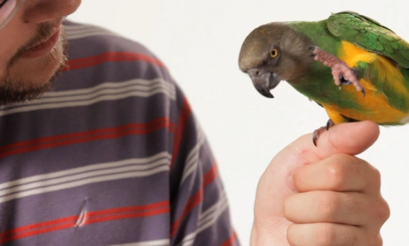 parrot speech training