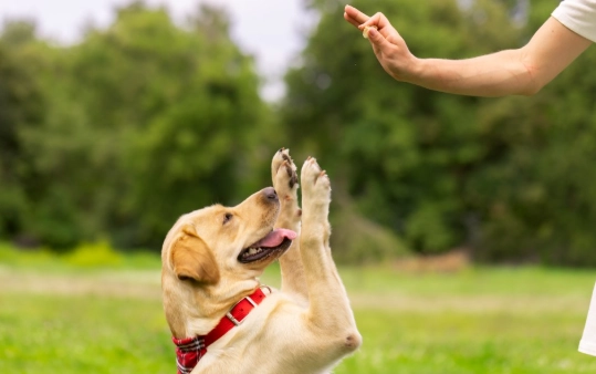 dog training commands