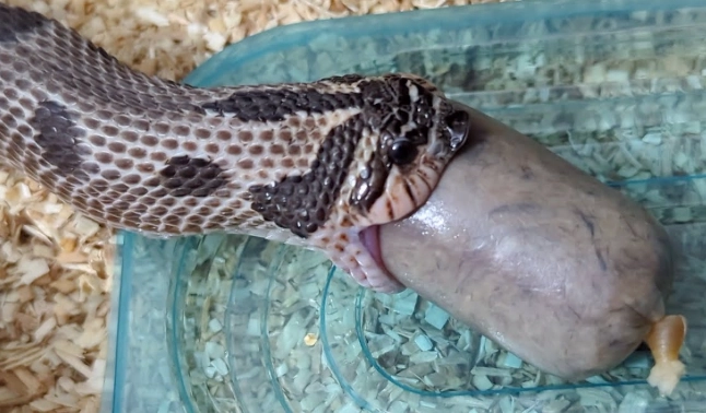 snake feeding schedule