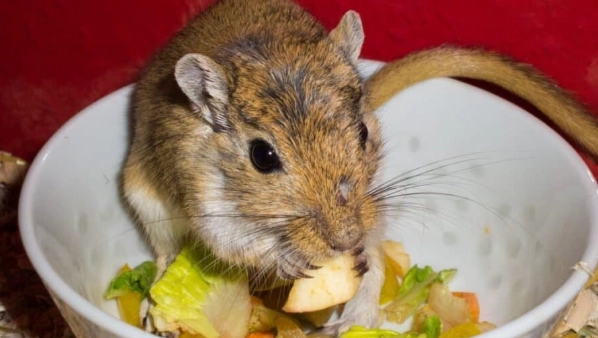 healthy gerbil diet