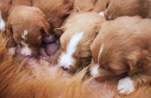 The Ultimate Dog Breed Guide: Find Your Perfect Family Companion