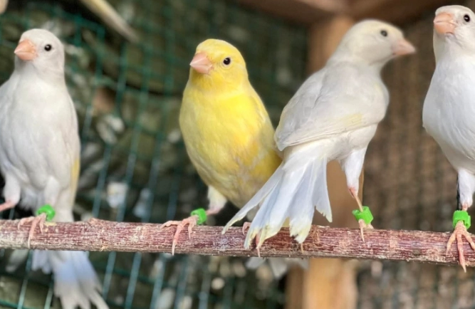 Canary Care Tips: The Complete Guide to a Happy, Healthy Bird