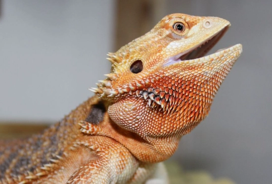 bearded dragon diet