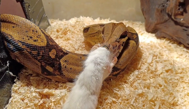 how to feed a snake