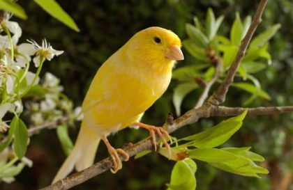 canary bird care