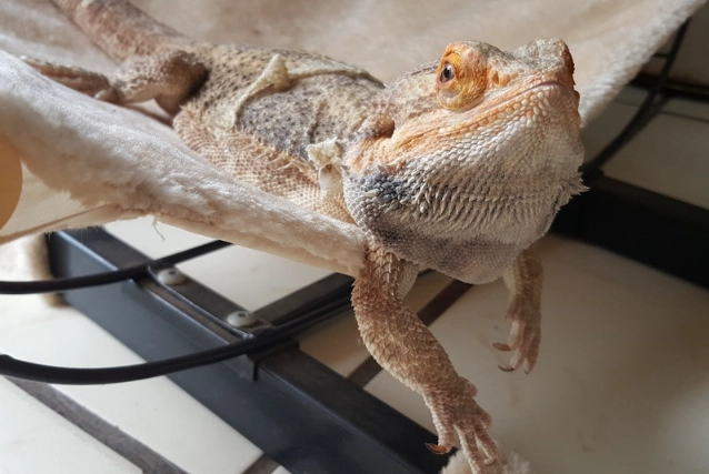 bearded dragon diseases