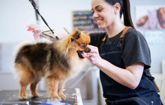 how to groom a dog at home