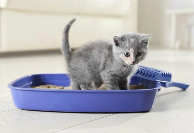 how to litter train a cat quickly