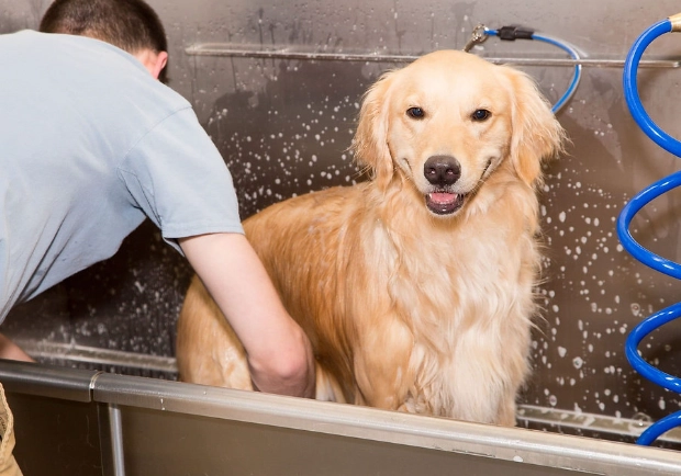 how to groom a dog at home