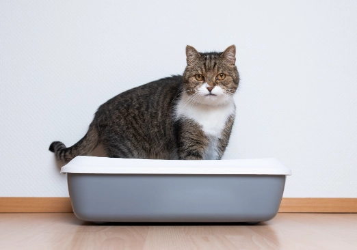 how to stop cat peeing everywhere