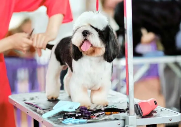 Dog grooming tips for beginners