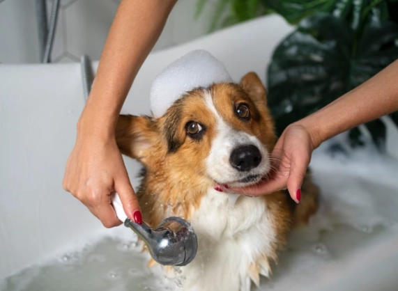 professional dog grooming