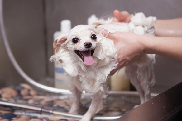 how to groom a dog at home