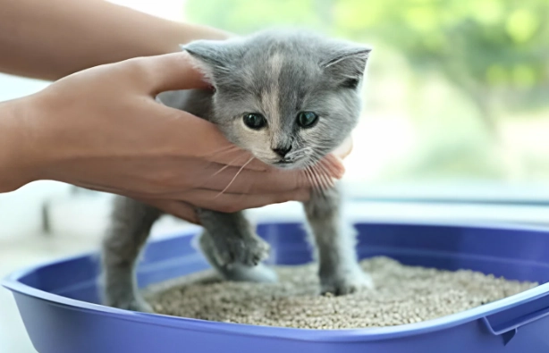 litter box training