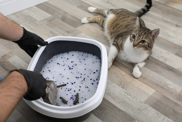 cat peeing outside litter box